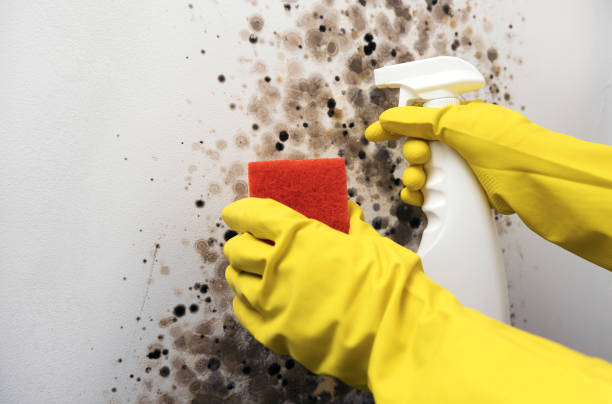 Best Mold Removal Company Near Me  in Wesley Chapel, NC