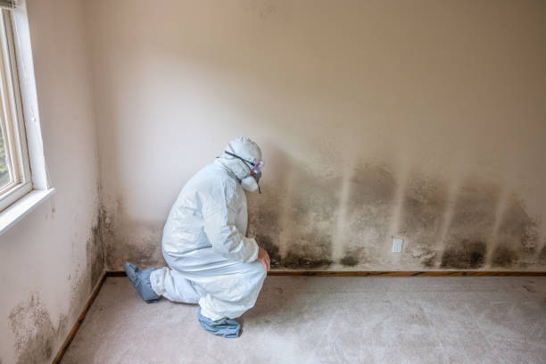 Crawl Space Mold Removal in Wesley Chapel, NC